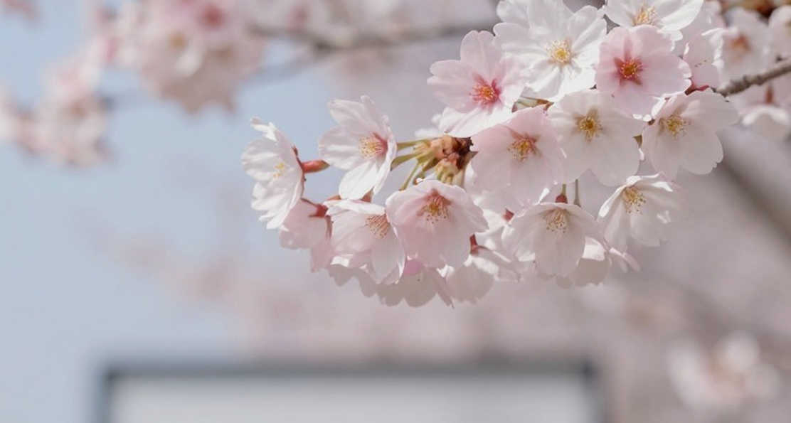 BLAST Slam VIII: LGD và 1W sống sót qua Last Chance, OG cùng GamerLegion rời Malta
